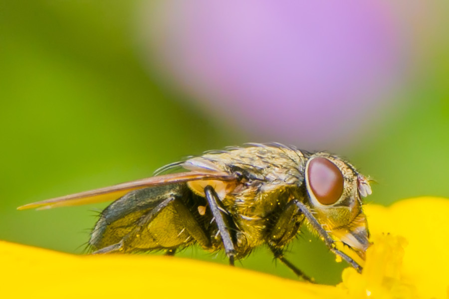 Fliege