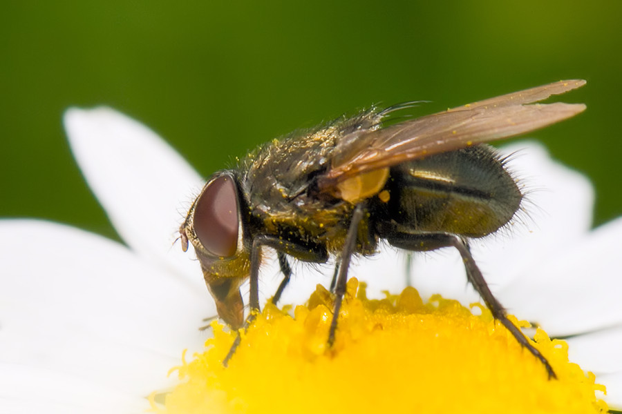 Fliege