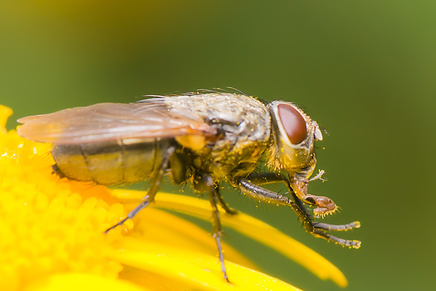 Fliege