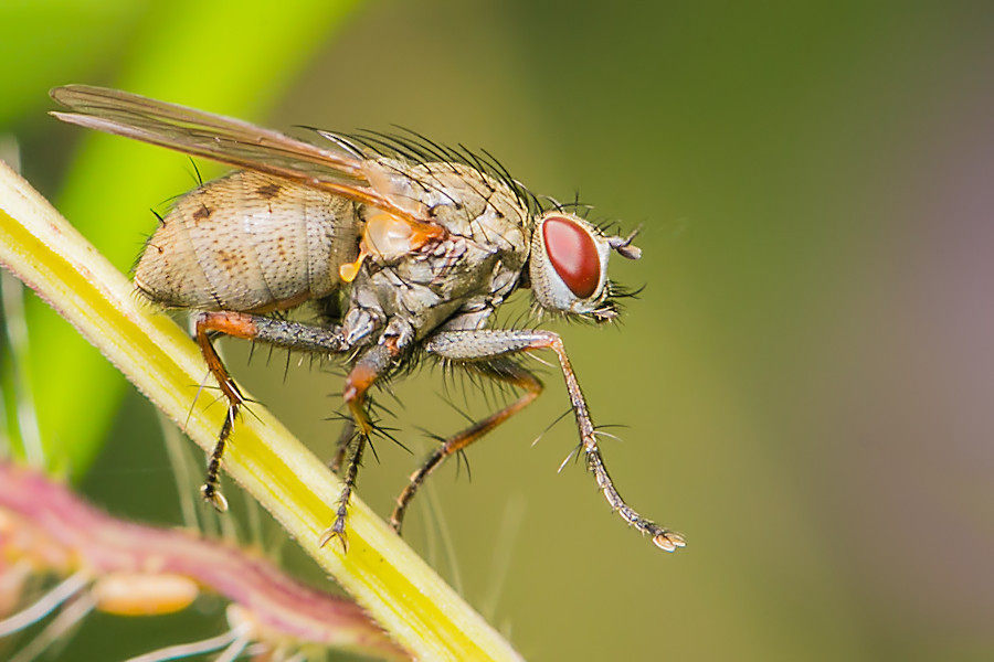 Fliege