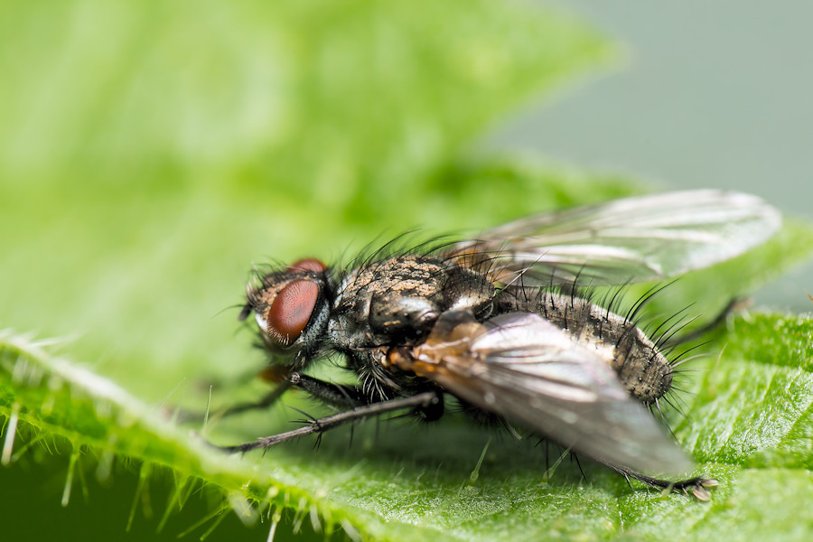 Fliege