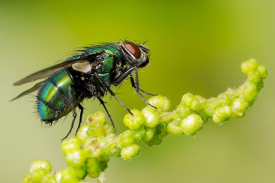 Fliege