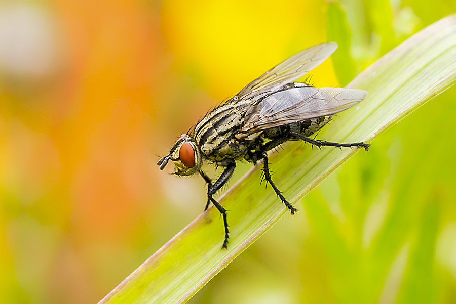 Fliege