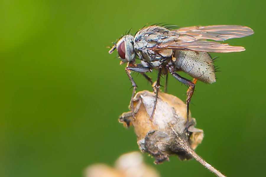 Fliege