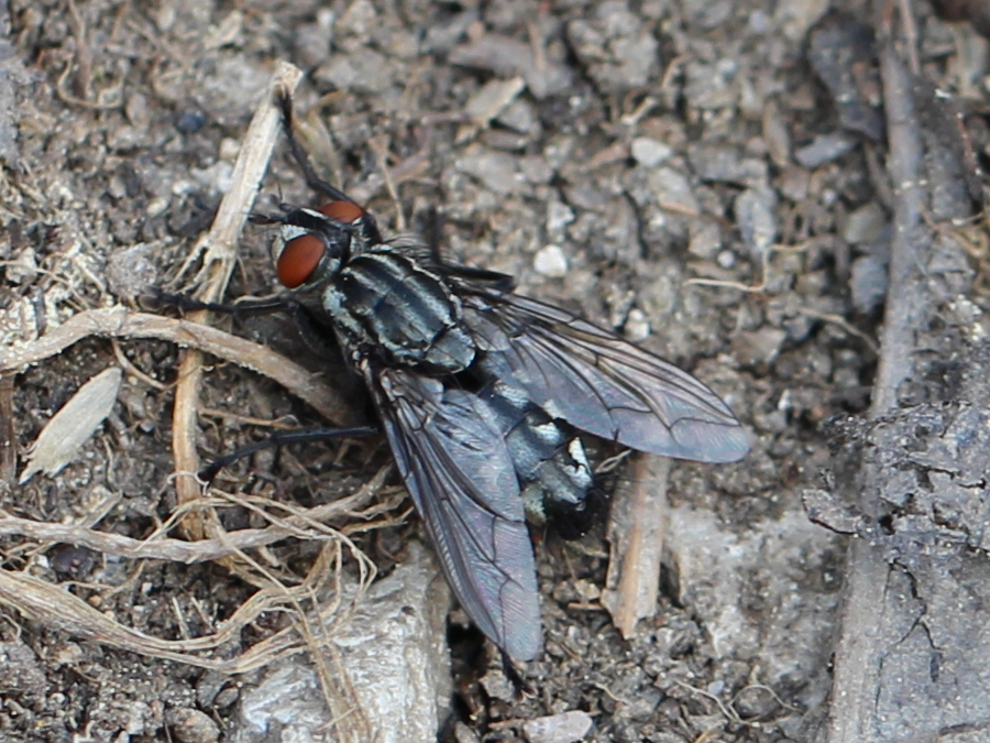 Fliege
