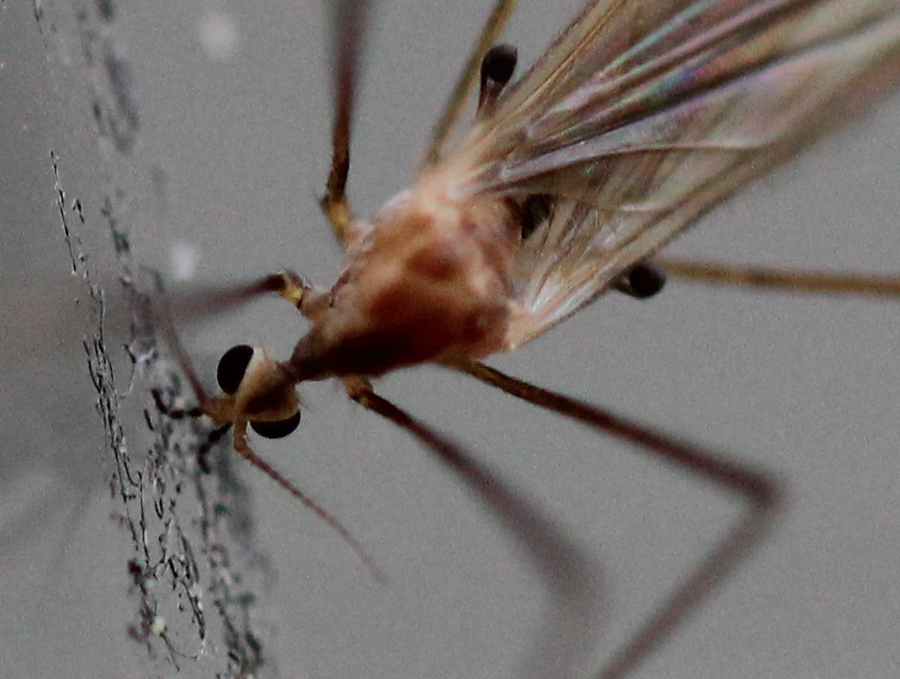 Fliege