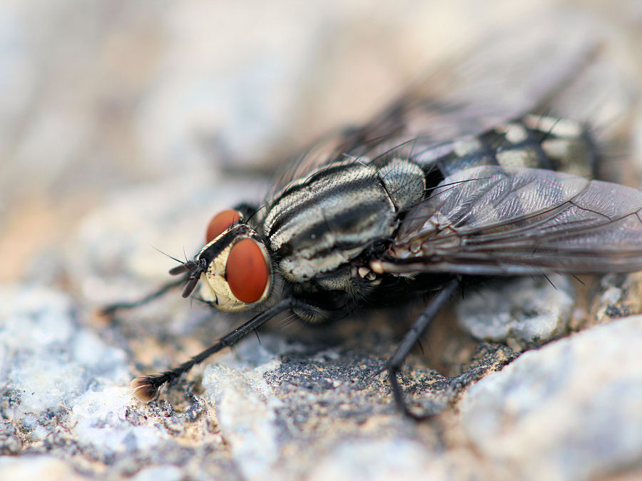 Fliege