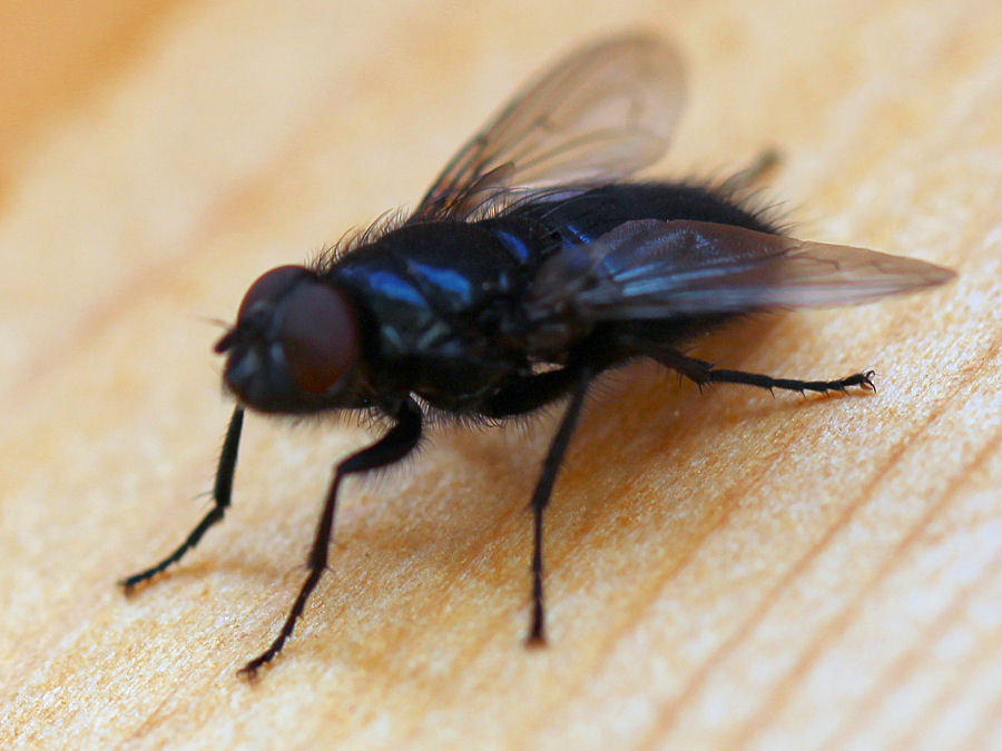 Fliege