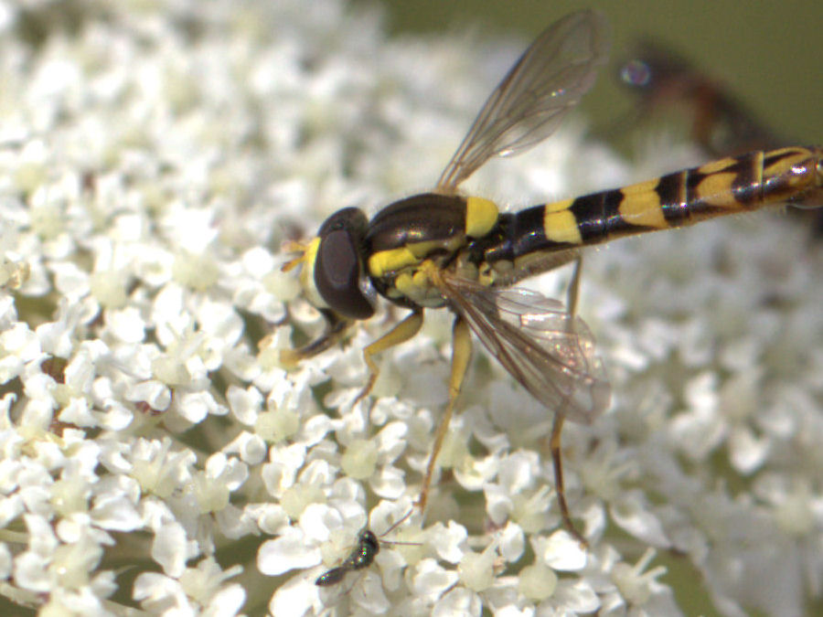 Fliege