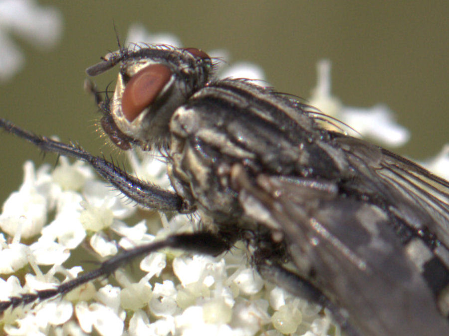 Fliege