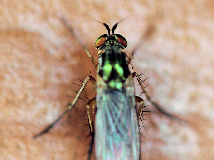 Fliege