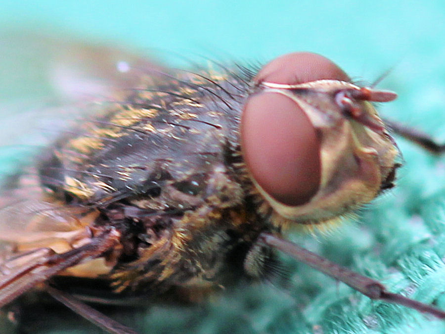 Fliege