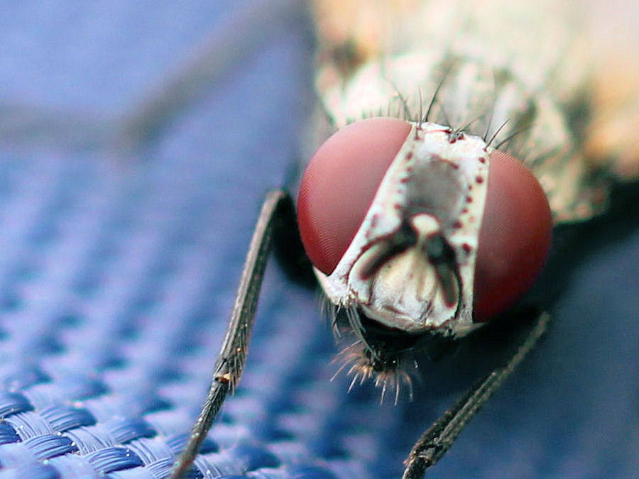 Fliege