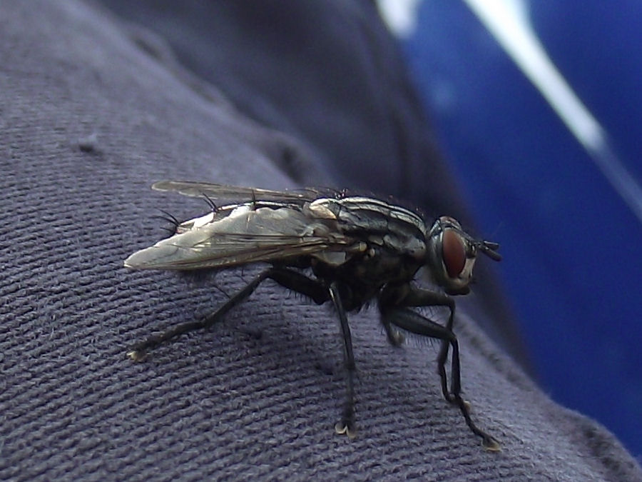 Fliege