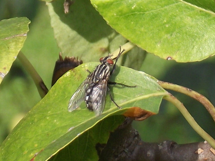 Fliege