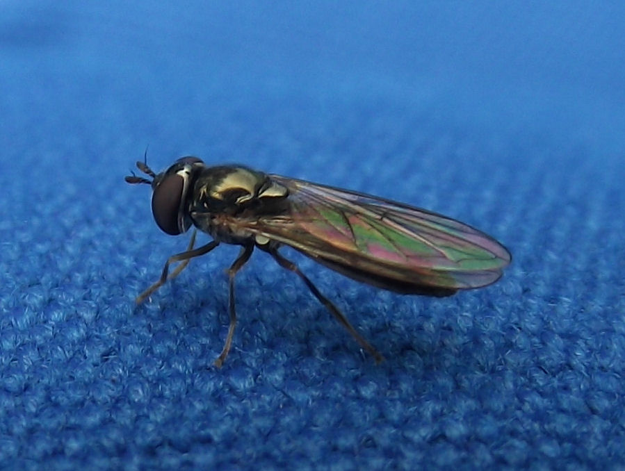 Fliege