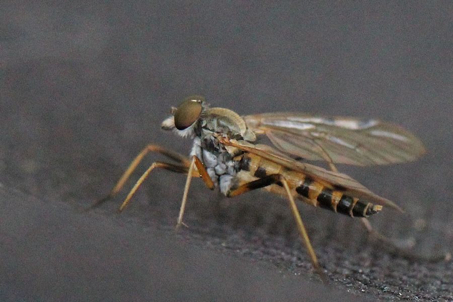 Fliege