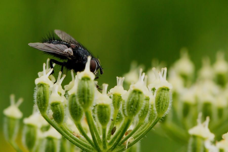 Fliege auf Blüte