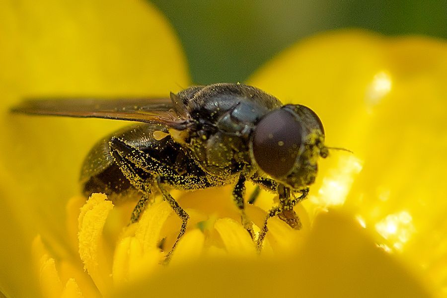 Fliege auf Butterblume