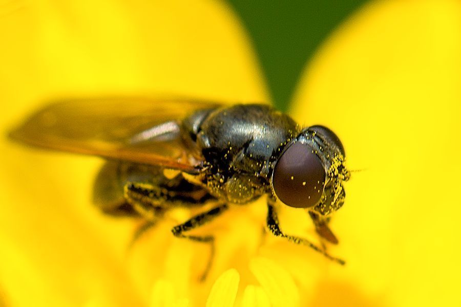 Fliege auf Butterblume