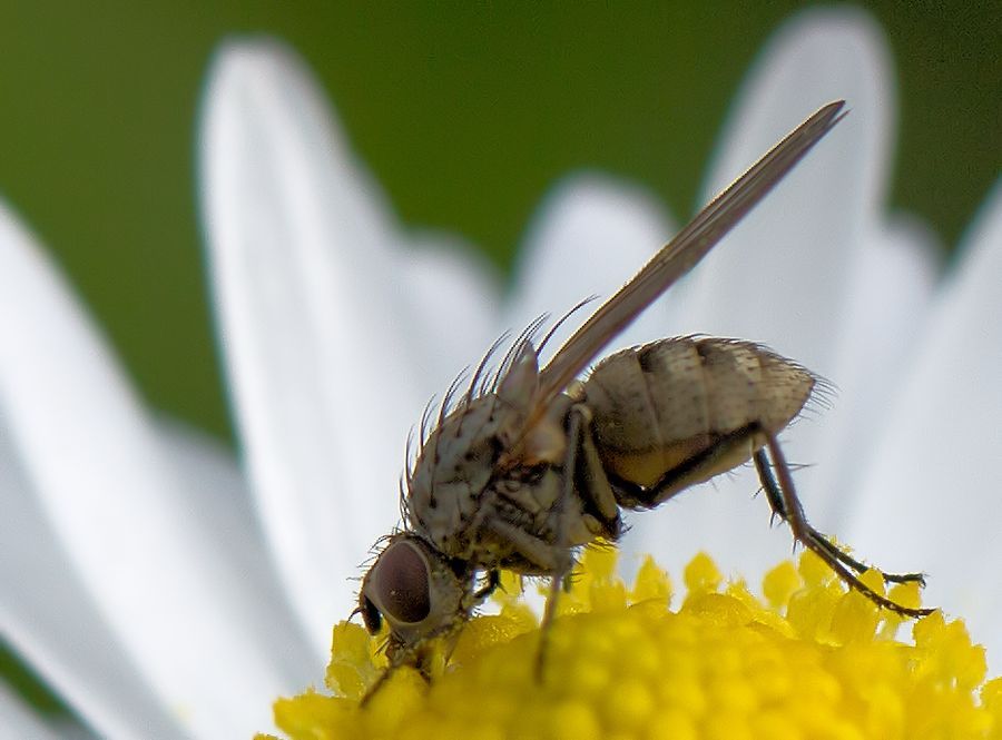 Fliege auf Gänseblümchen