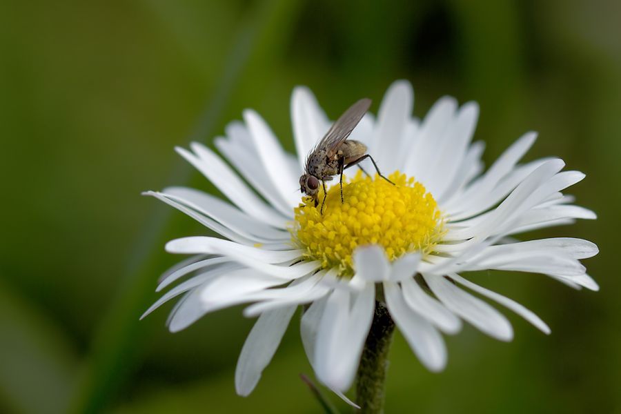 Fliege auf Gänseblümchen
