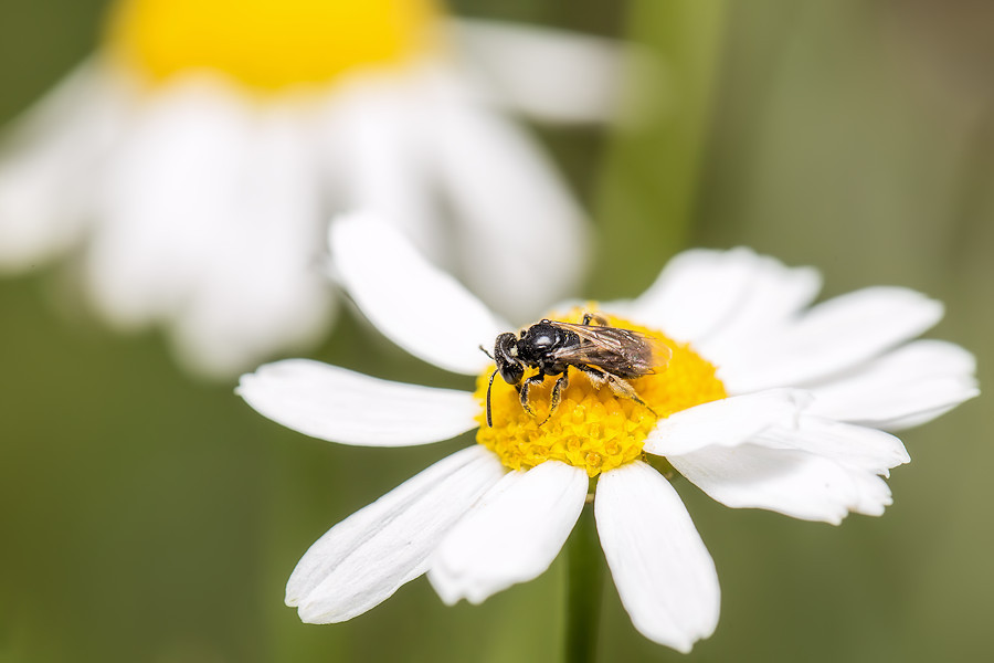Fliege auf einer Margerite