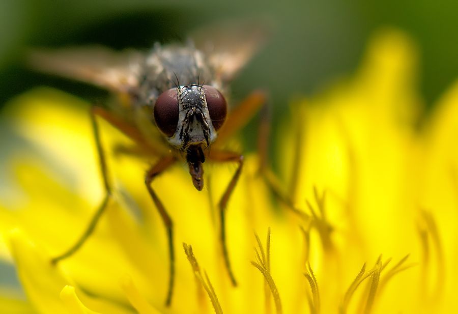 Fliege auf einer_Löwenzahnblüte