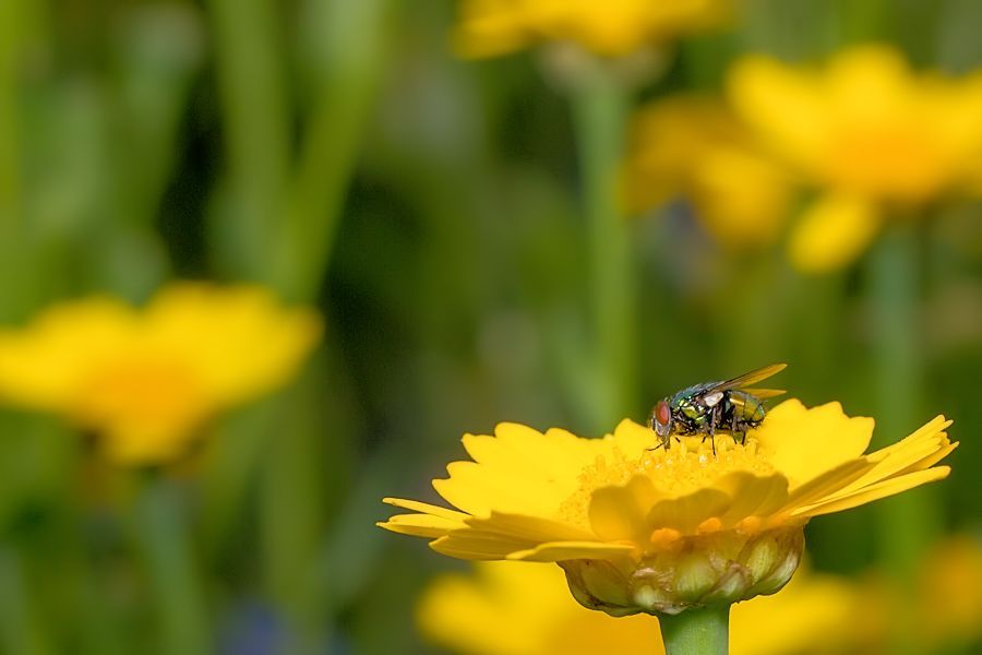 Fliege auf gelber Blüte