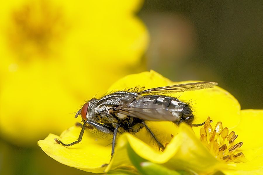 Fliege auf gelber Blüte