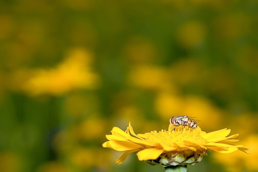 Fliege auf gelber Blumenwiese