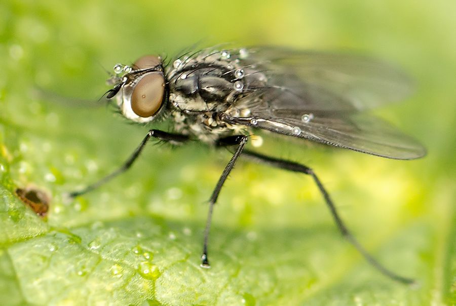 Fliege mit Regentropfen