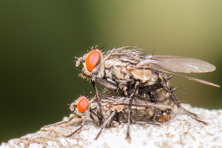 Fliegen