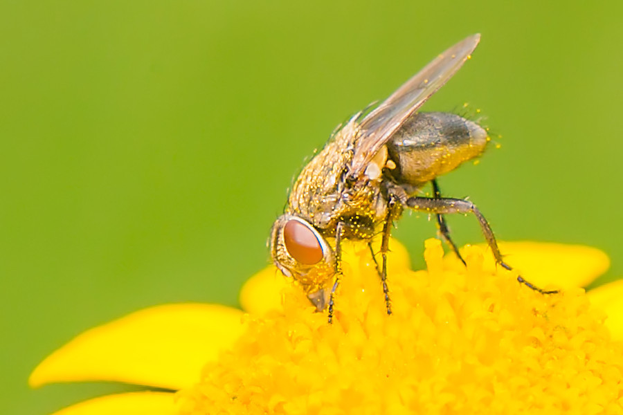 Fliegen