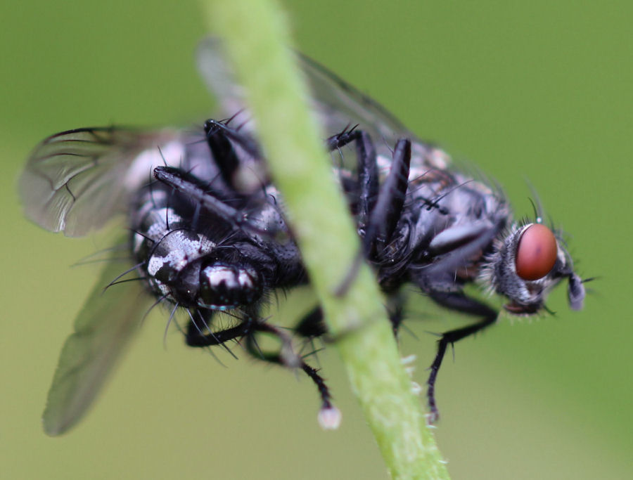 Fliegen bei der Paarung