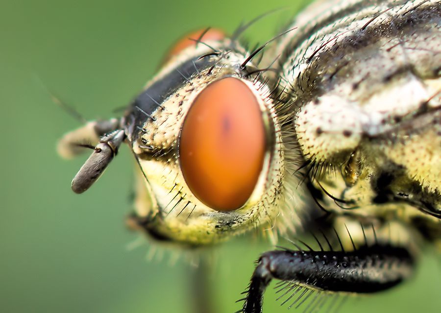 Fliegenkopf
