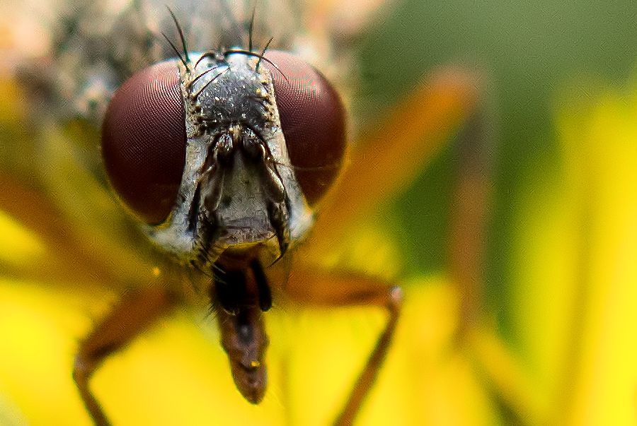 Fliegenkopf