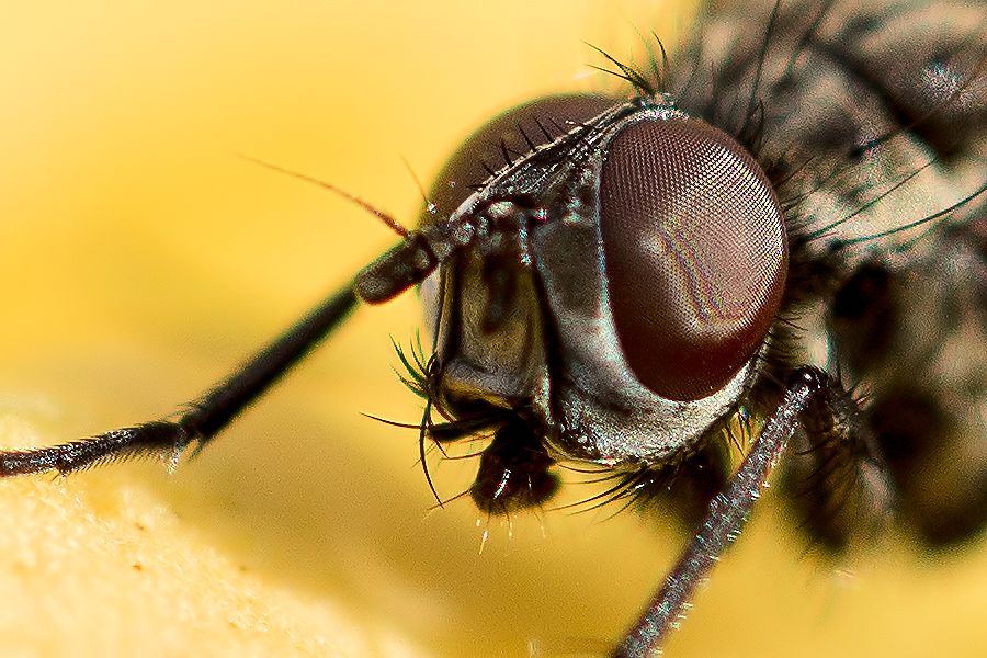 Fliegenkopf