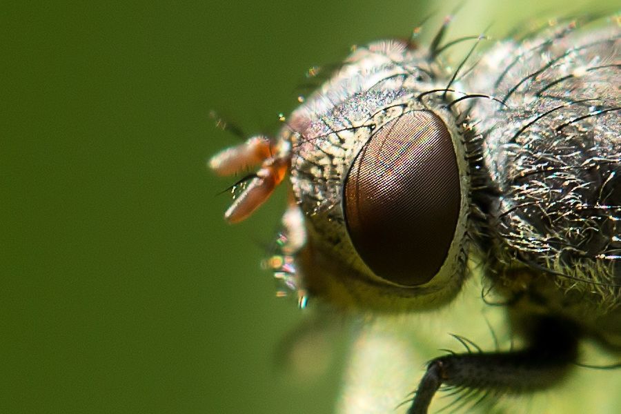 Fliegenkopf