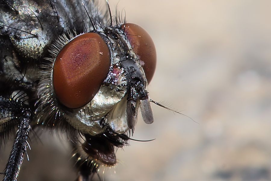 Fliegenkopf