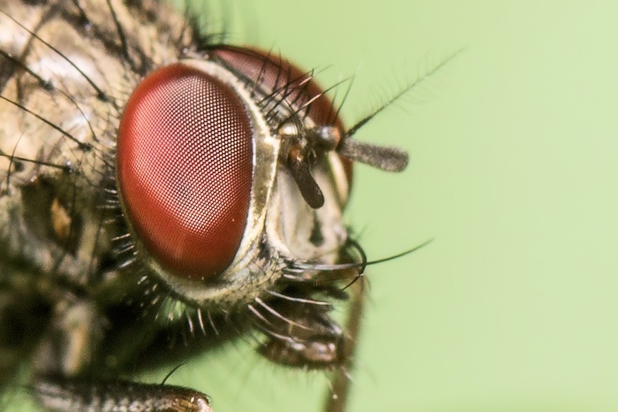 Fliegenkopf