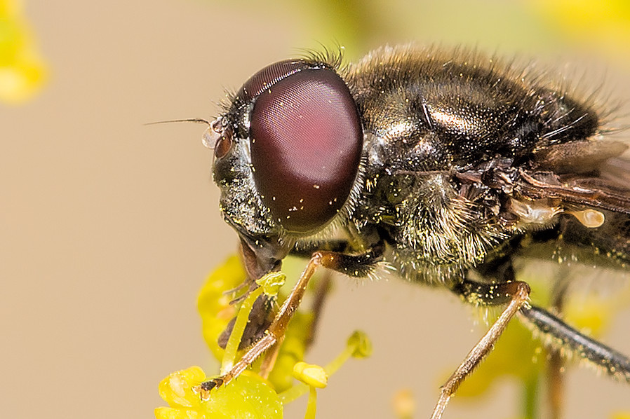 Fliegenkopf