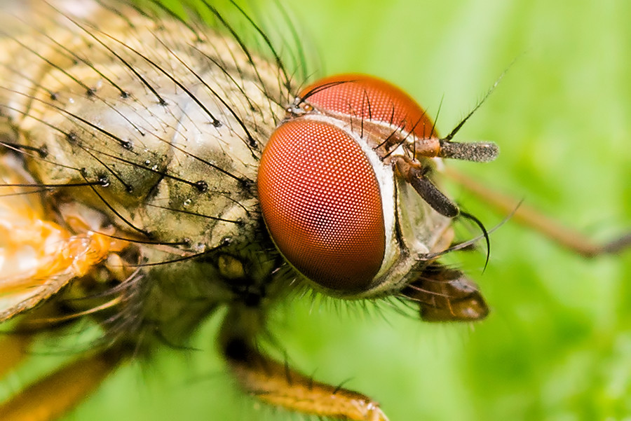 Fliegenkopf