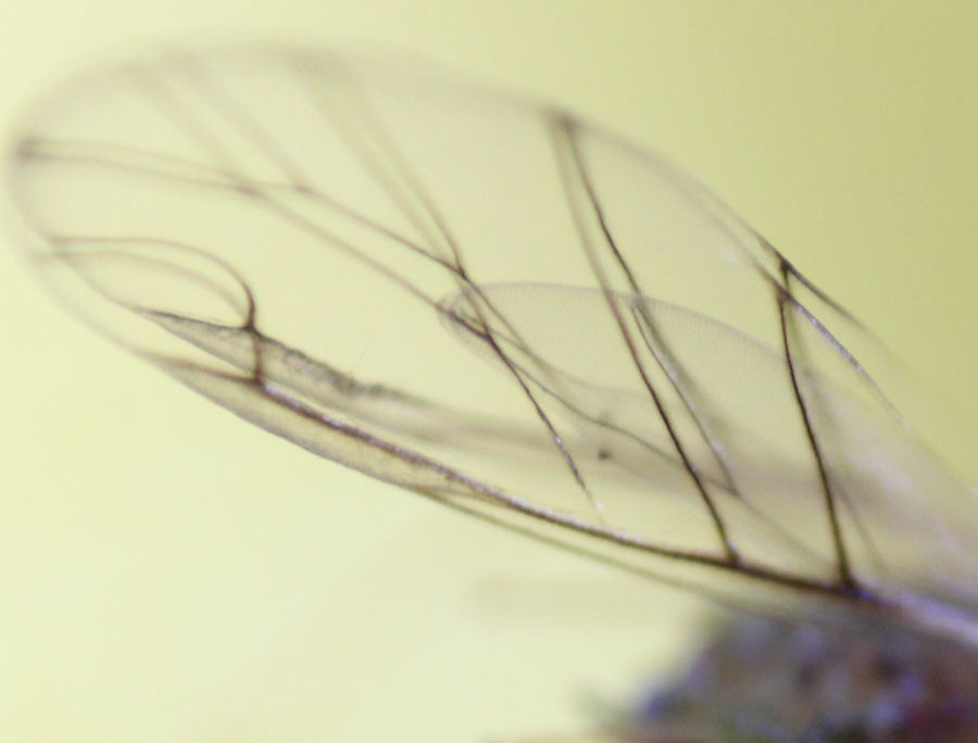 Fluegel einer sehr kleinen Fliege Fluegelänge ca 2mm