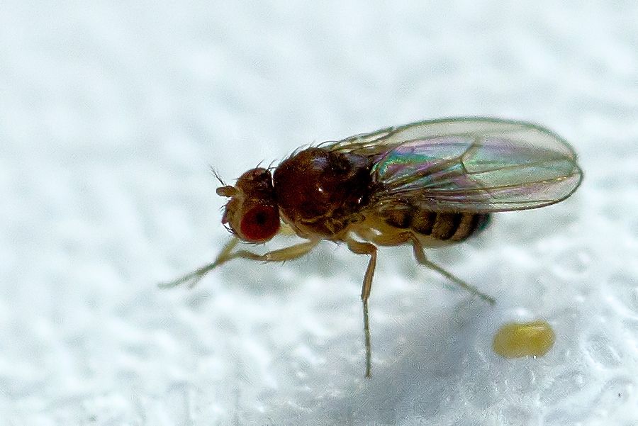 Fruchtfliege Körperlänge ca 2mm