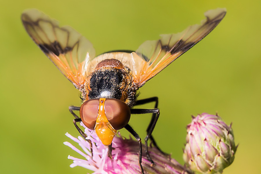 Gemeine Waldschwebfliege