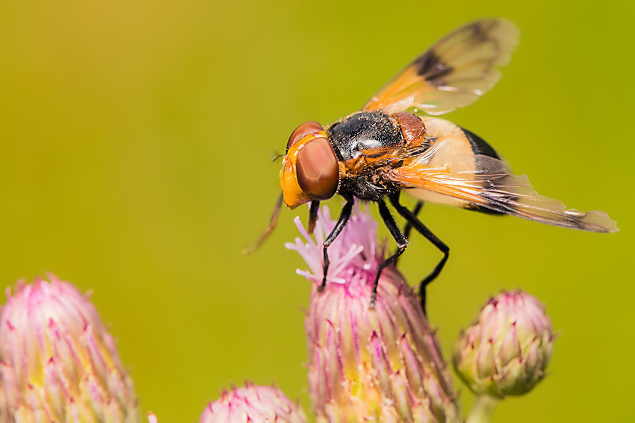 Gemeine Waldschwebfliege