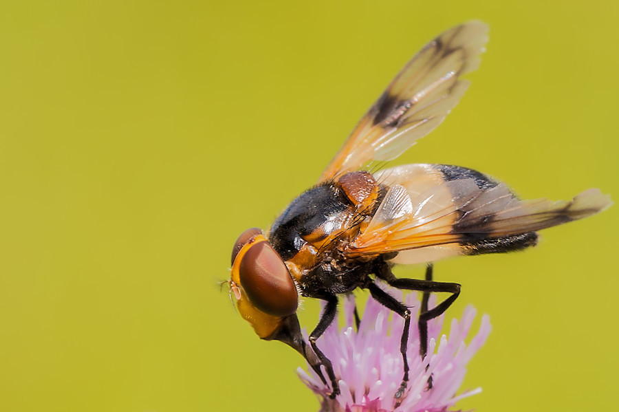 Gemeine Waldschwebfliege