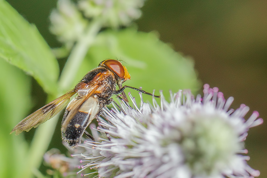 Gemeine Waldschwebfliege