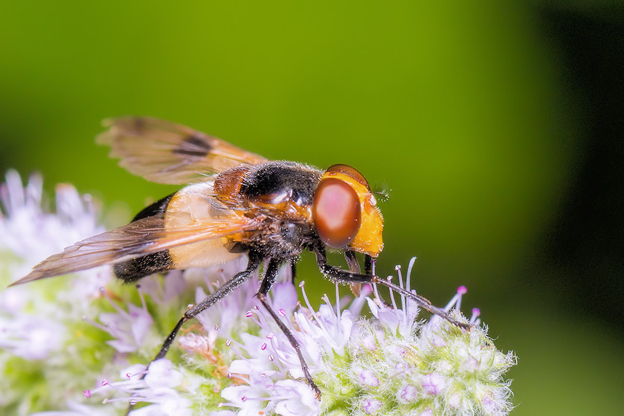 Gemeine Waldschwebfliege